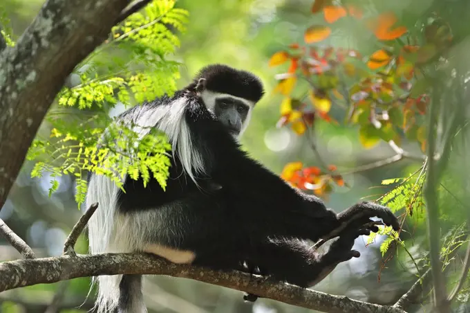 Mantled Colobus (Colobus guereza), Mount Kenya National Park, Kenya