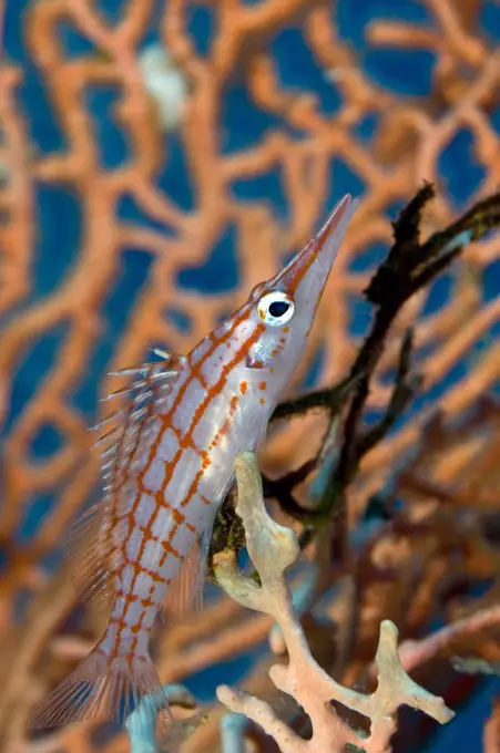 Longnose Hawkfish (Oxycirrhites typus) on coral, Red Sea, Egypt