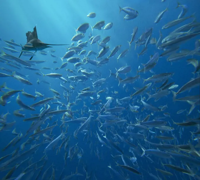 Atlantic Sailfish (Istiophorus albicans) hunting Round Sardinella (Sardinella aurita) school, Isla Mujeres, Mexico