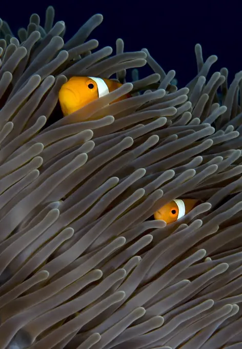 Clown Anemonefish (Amphiprion ocellaris) pair in Magnificent Sea Anemone (Heteractis magnifica) host, Lombok, Indonesia