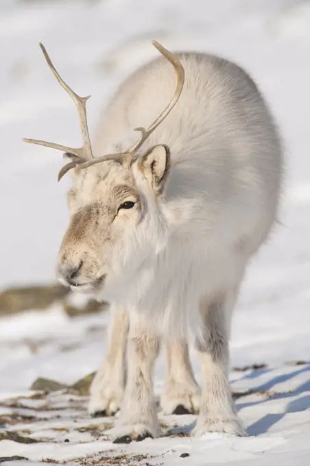 Svalbard Reindeer (Rangifer tarandus platyrhynchus) male, Spitsbergen, Svalbard, Norway