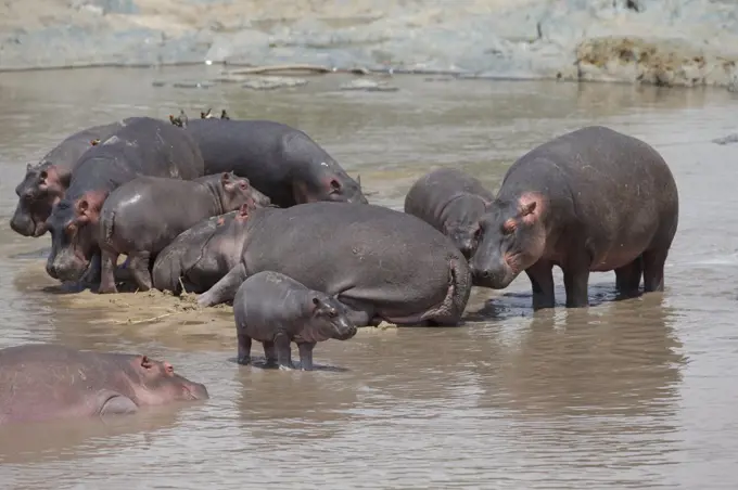 Hippopotamus (Hippopotamus amphibius) group, Serengeti National Park, Tanzania