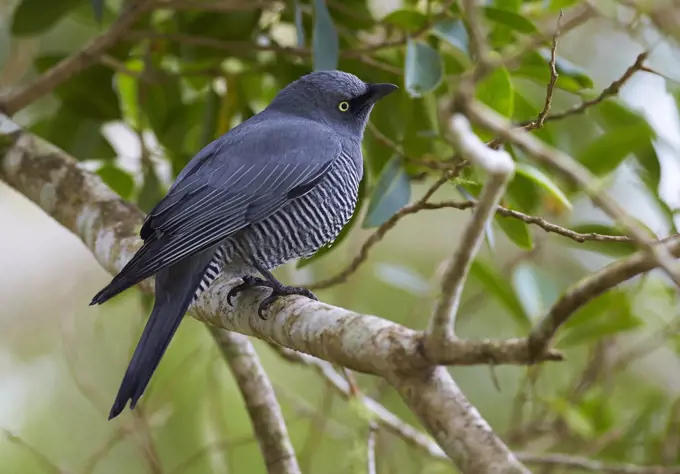 Yellow-eyed Cuckooshrike (Coracina lineata), Yungaburra, Queensland, Australia