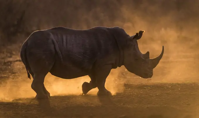 White Rhinoceros (Ceratotherium simum) running, Zimanga Game Reserve, South Africa