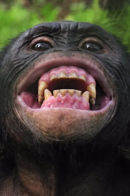 Bonobo (Pan paniscus) in defensive posture, Lola Ya Bonobo Sanctuary, Democratic Republic of the Congo