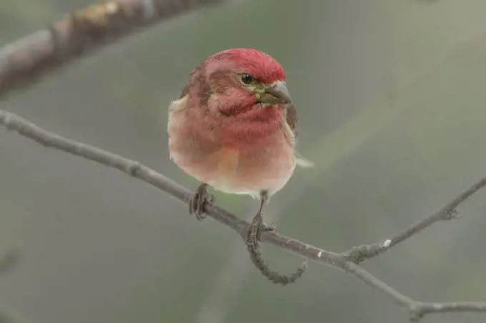 Purple Finch (Carpodacus purpureus), Minnesota