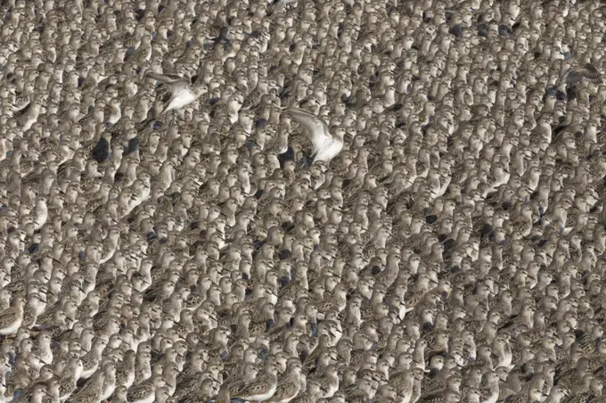 Semipalmated Sandpiper (Calidris pusilla) flock on beach, Bay of Fundy, New Brunswick, Canada