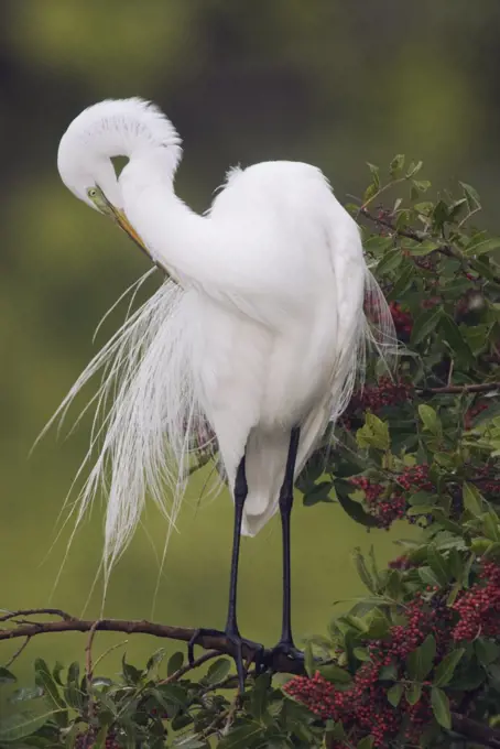 Great Egret (Ardea alba) preening in breeding plumage, North America