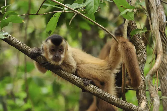 Black Capuchin (Cebus nigritus), Pantanal, Brazil