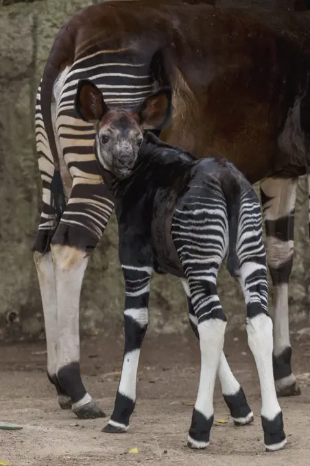 Okapi (Okapia johnstoni) calf