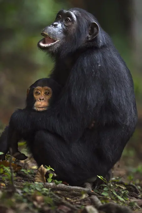 Eastern Chimpanzee (Pan troglodytes schweinfurthii) nineteen year old female, named Imani, holding her two year old son, named Ipo, Gombe National Park, Tanzania