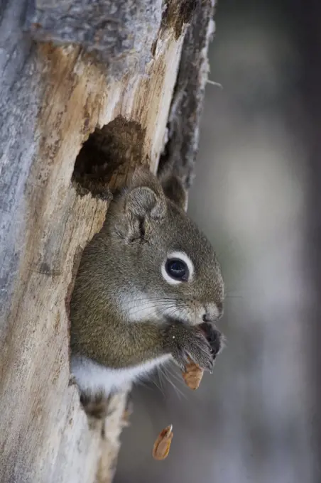 Douglas's Squirrel (Tamiasciurus douglasii) feeding on pine cone, Alaska