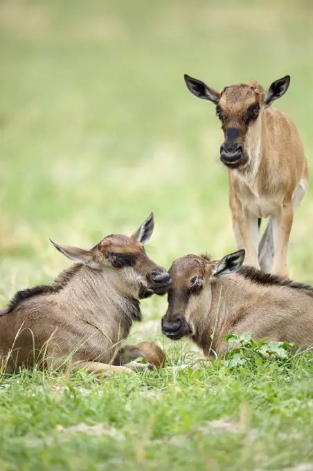 Blue Wildebeest (Connochaetes taurinus) calves, Chobe National Park, Botswana