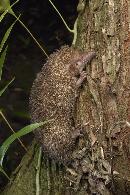 Greater Hedgehog Tenrec (Setifer setosus) climbing tree, Madagascar