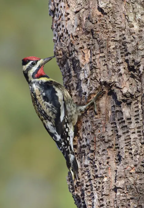 Yellow-bellied Sapsucker (Sphyrapicus varius) male, Texas