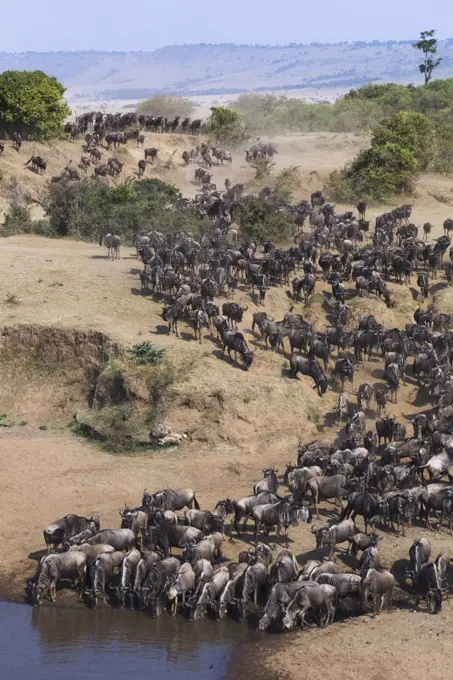 Blue Wildebeest (Connochaetes taurinus) herd about to cross Mara River, Masai Mara, Kenya