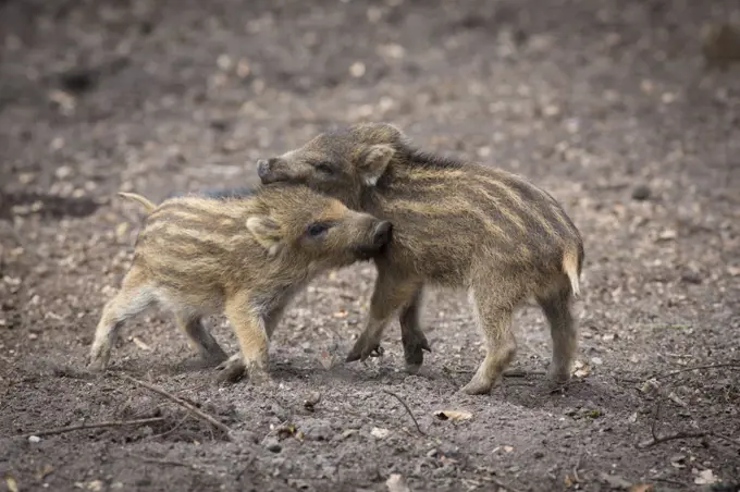 Wild Boar (Sus scrofa) piglets playing, Gelderland, Netherlands