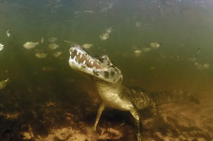 Jacare Caiman (Caiman yacare) fishing, Pantanal, Brazil