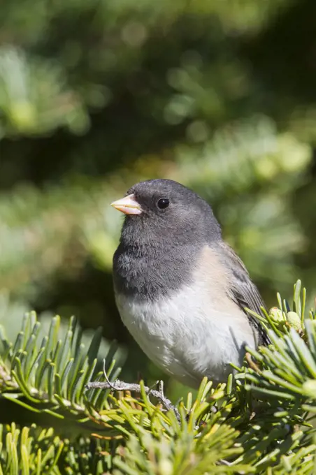 Dark-eyed Junco (Junco hyemalis), North America