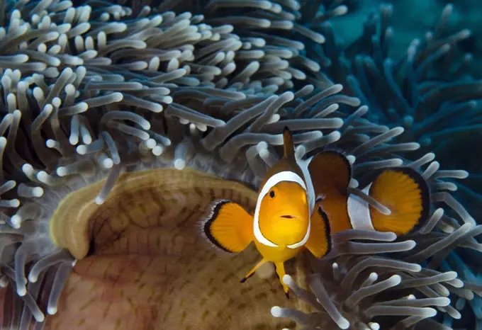 Clown Anemonefish (Amphiprion ocellaris) in Magnificent Sea Anemone (Heteractis magnifica), Pemuteran, Bali, Indonesia