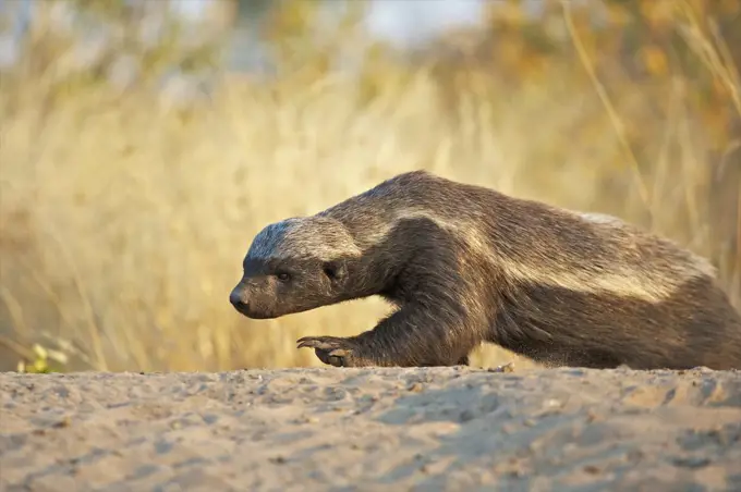 Honey Badger (Mellivora capensis) crawling in sand, Kalahari Game Reserve, Botswana