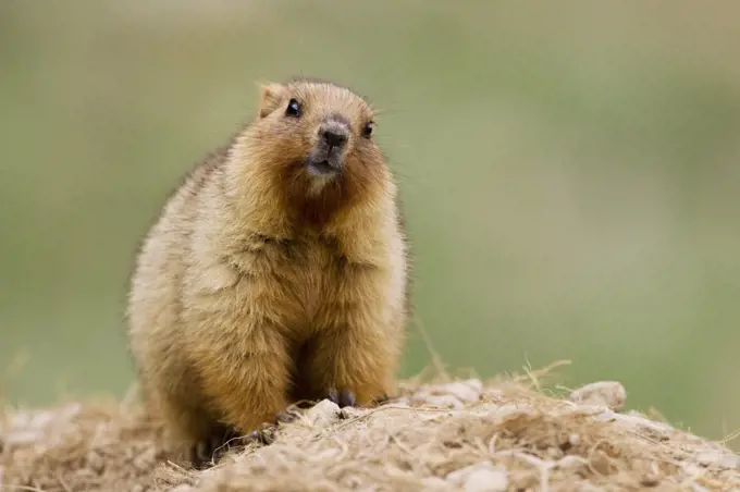 Gray Marmot (Marmota baibacina) kit, Pikertyk, Tien Shan Mountains, eastern Kyrgyzstan