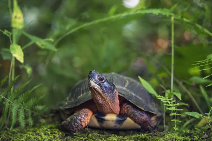 Wood Turtle (Glyptemys insculpta), native to North America