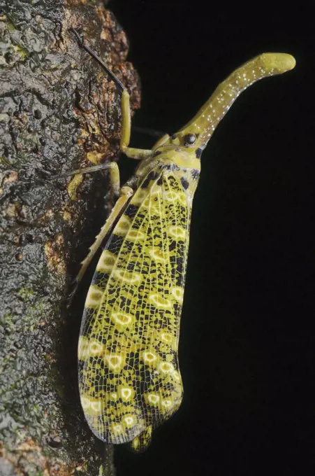 Lantern Fly (Pyrops sidereus), Gunung Mulu National Park, Malaysia