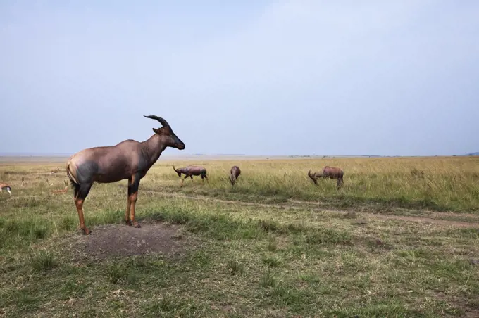 Topi (Damaliscus lunatus) group, Masai Mara, Kenya