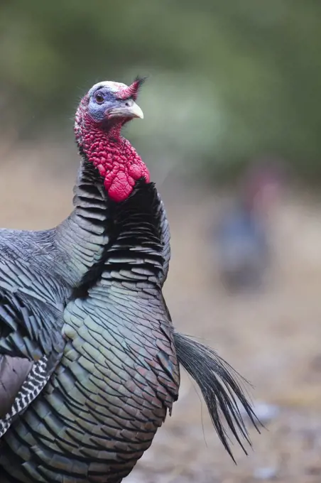 Wild Turkey (Meleagris gallopavo) male showing beard, western Montana