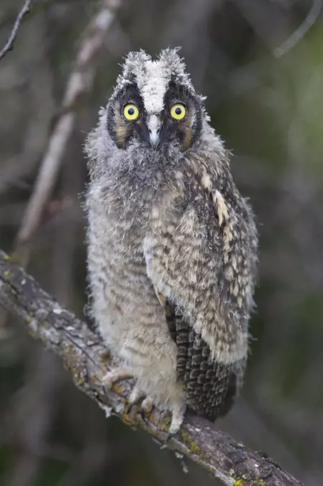 Long-eared Owl (Asio otus) owlet, western Montana