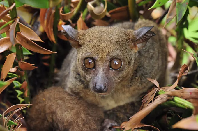 Small-eared Galago (Otolemur garnettii), Zanzibar, Tanzania