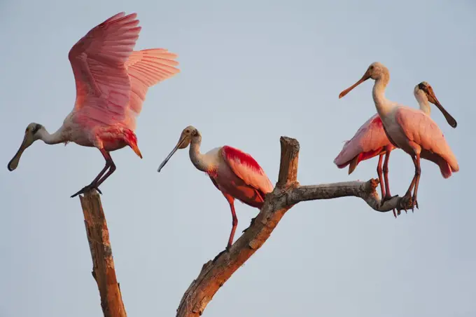 Roseate Spoonbill (Platalea ajaja), Pantanal, Brazil