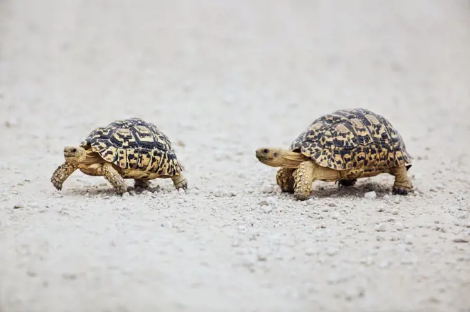 Leopard Tortoise (Geochelone pardalis) male following female, Kgalagadi Transfrontier Park, South Africa