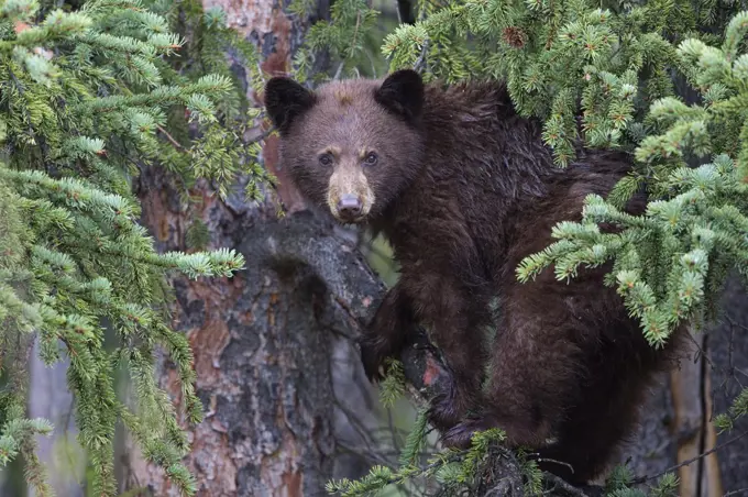 Black Bear (Ursus americanus) yearling cub in Spruce (Picea sp) tree, Canada