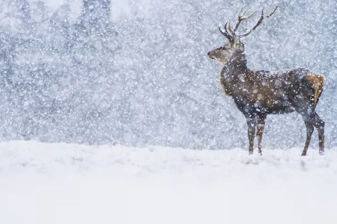 Red Deer (Cervus elaphus) stag in snowfall, Derbyshire, England, United Kingdom