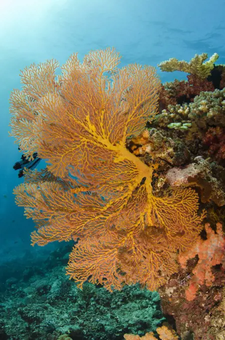 Gorgonian Sea Fan (Gorgonia sp), Rainbow Reef, Fiji