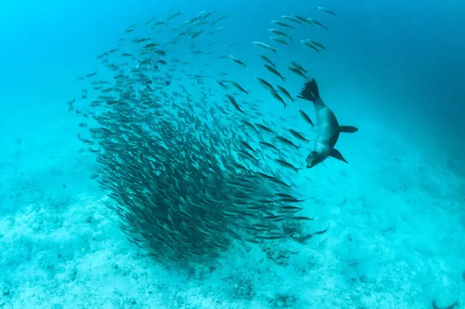 Galapagos Sea Lion (Zalophus wollebaeki) hunting fish, Rabida Island, Galapagos Islands, Ecuador