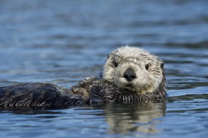 Sea Otter (Enhydra lutris), Alaska