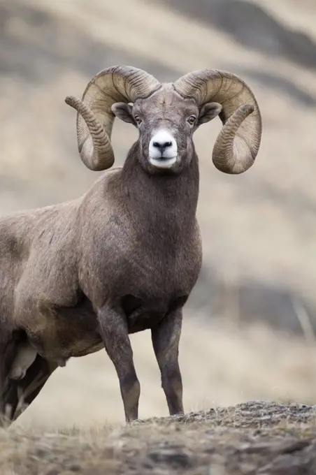 Bighorn Sheep (Ovis canadensis) ram, western Montana