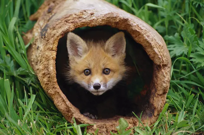 Red Fox (Vulpes vulpes) kit in log, Aspen Valley, Ontario, Canada