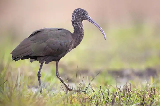 Glossy Ibis (Plegadis falcinellus), Friesland, Netherlands