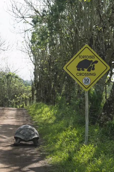 Galapagos Giant Tortoise (Chelonoidis nigra) on road near crossing sign, Santa Cruz Island, Galapagos Islands, Ecuador