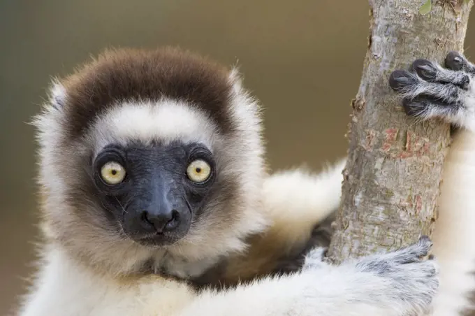 Verreaux's Sifaka (Propithecus verreauxi), Berenty Private Reserve, Madagascar