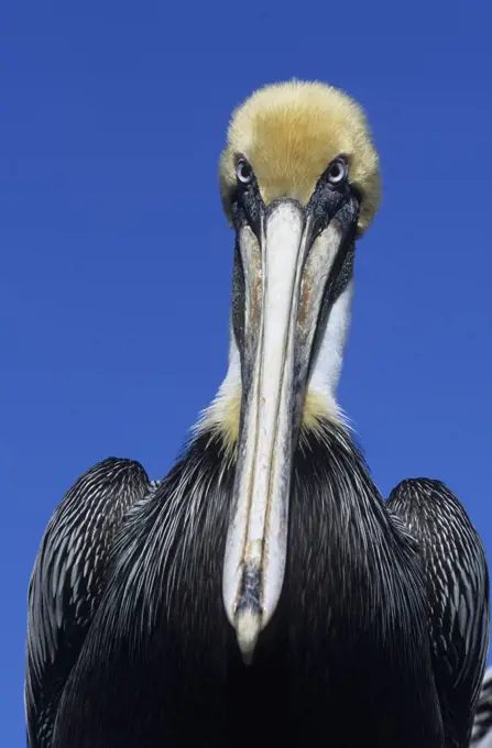 Brown Pelican (Pelecanus occidentalis), Florida