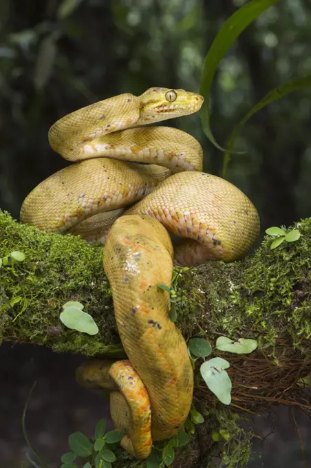 Common Tree Boa (Corallus hortulanus) yellow morph in defensive posture, native to South America