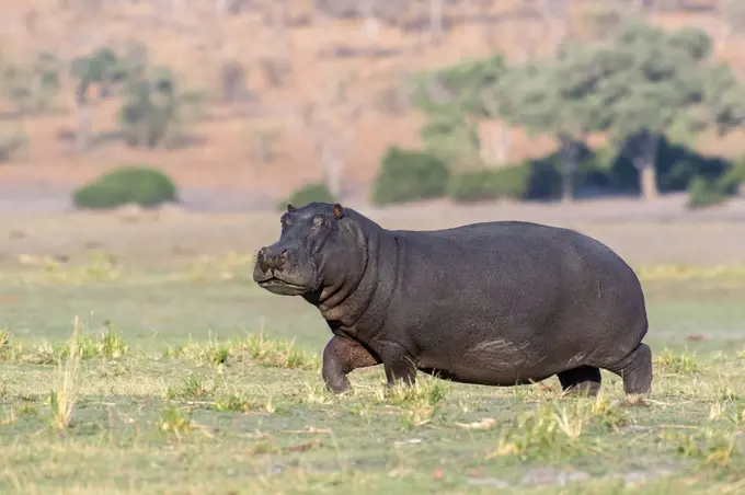 Hippopotamus (Hippopotamus amphibius) female, Chobe National Park, Botswana