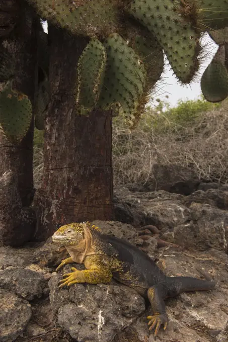 Galapagos Land Iguana (Conolophus subcristatus), South Plaza Island, Galapagos Islands, Ecuador