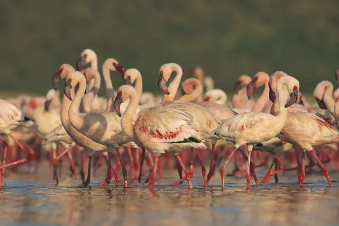 Lesser Flamingo (Phoenicopterus minor) group parading in a mass courtship dance, Lake Bogoria, Kenya