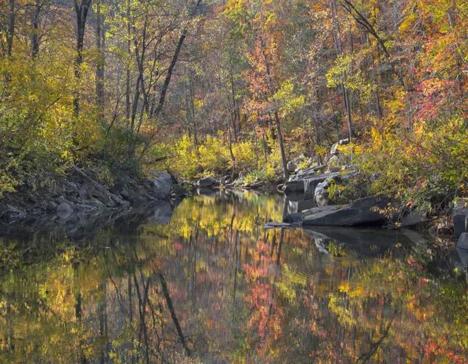 Oak (Quercus sp) and Hickory (Carya sp) forest along creek in autumn, Ozark-Saint Francis National Forest, Arkansas